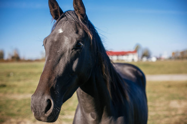 Симпатичная черная лошадь стоит за забором на фоне ипподрома. Портрет красивой лошади на ферме, лицо крупным планом. Усыновление из концепции приюта для животных
. - Фото, изображение