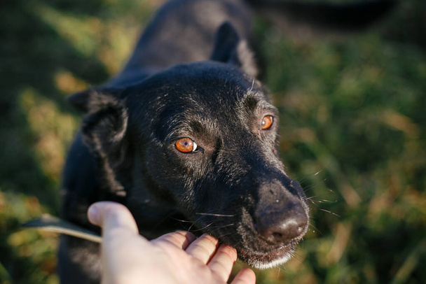 Henkilö hyväilee söpöä mustaa koiraa. Vapaaehtoinen halailee sekarotuista koiraa vihreässä puistossa. Adoptio suojasta käsite. Makea musta koira kävelyllä
 - Valokuva, kuva