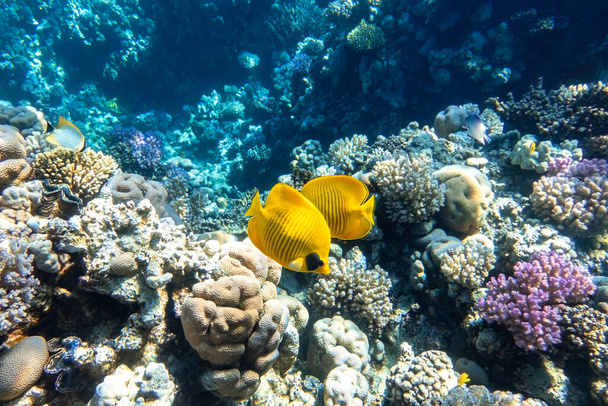 Blue-cheeked butterflyfish (Chaetodon semilarvatus, Blue mask, Golden butterflyfish) over a coral reef. Beautiful seascape and a pair of tropical yellow striped fish in Red Sea. Underwater diversity. - Photo, Image