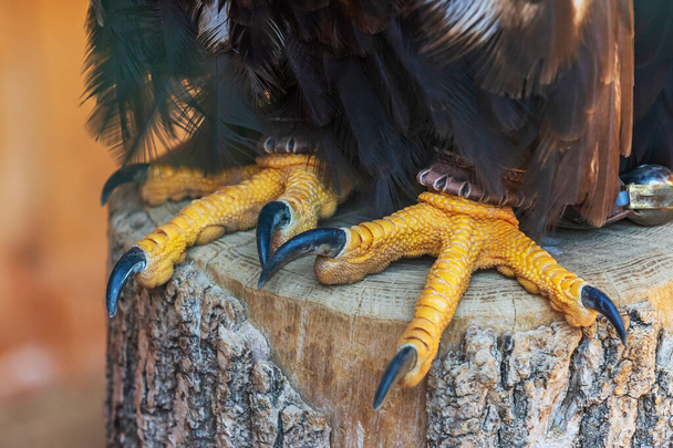 Sea Eagle - Haliaeetus albicilla - Detail of legs and claws. The eagle is trained by a falconer. - Φωτογραφία, εικόνα