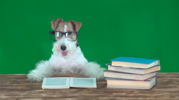  Iskola kutya könyvekkel Zöld képernyő - Felvétel, videó
