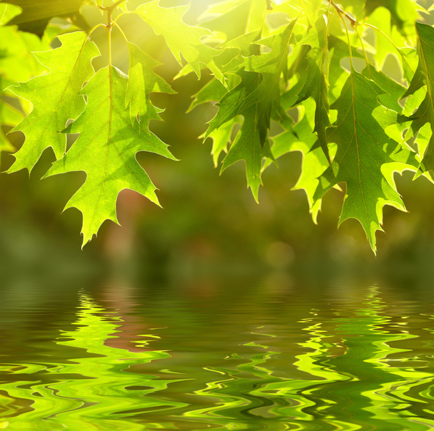 Green leaves reflecting in the water - Photo, image