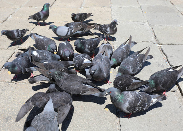 Şehrin meydanında kırıntıları yiyen bir sürü şehir güvercini var. - Fotoğraf, Görsel