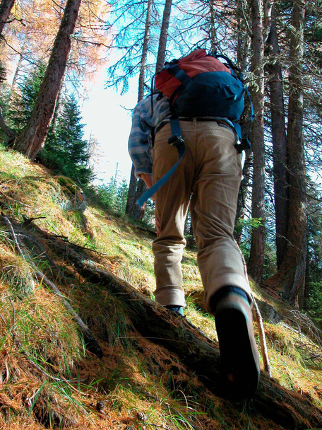 Yazın açık hava aktiviteleri, Alplerin ormanlarında yürüyüş. - Fotoğraf, Görsel