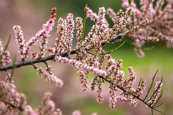 Kapalı küçük pembe çiçekler: İlkbaharda çiçek açan ağaçlar - Fotoğraf, Görsel