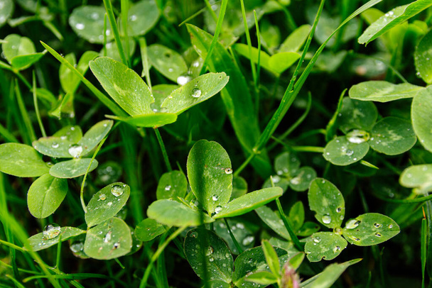Clover , grass background close-up - Φωτογραφία, εικόνα