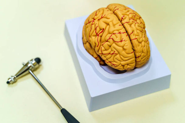 Brain model on the table. Neurosurgery concept. Neurosurgery hummer. - Fotografie, Obrázek