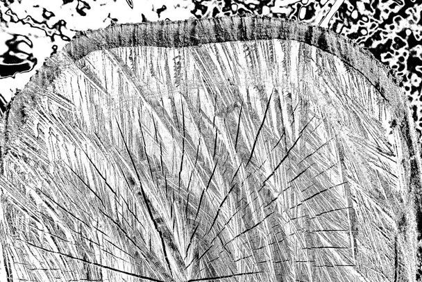 Пень свіжообрізаних дерев в саду
 - Фото, зображення