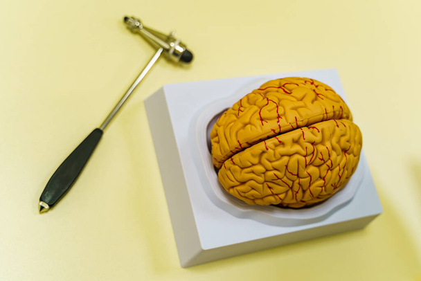 Human brain model on the table. Brain human anatomy. 3d rendering. Neurosurgery hummer. - Foto, Bild