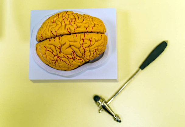 Human brain model for education in laboratory. Neurosurgery concept. - Zdjęcie, obraz