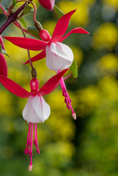 Lähikuva vaaleanpunainen ja valkoinen fuchsias kukassa - Valokuva, kuva