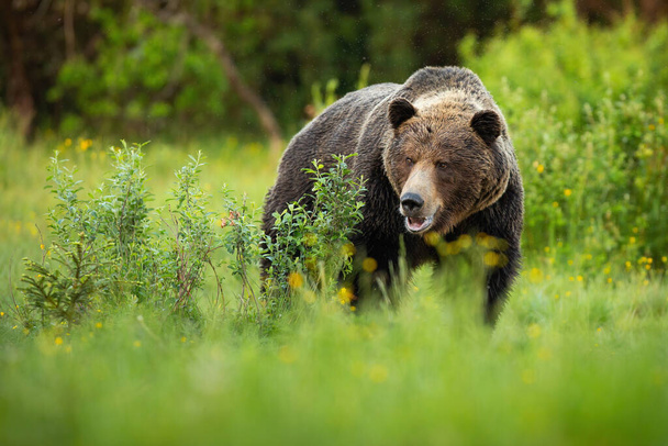 Доминантный бурый медведь мужчина стоит на зеленом лугу с кустами с открытым ртом
. - Фото, изображение