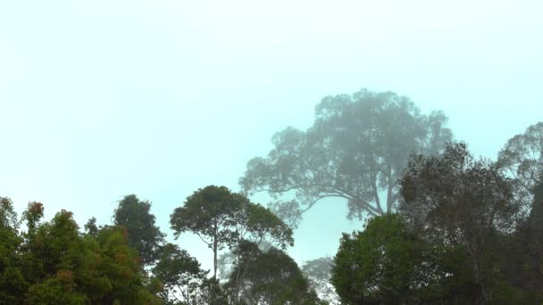 Tropikal yağmur ormanları güzel doğa manzarası. Yoğun yağmur ormanlarıyla dolu yemyeşil bir orman. - Video, Çekim