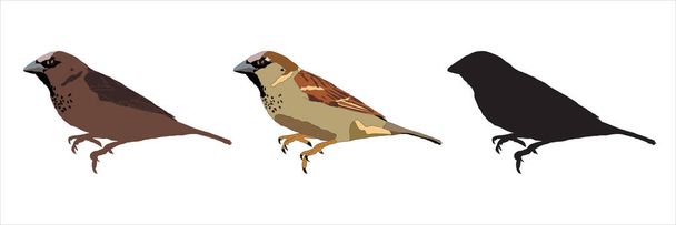 Sparrow Bird Isolated Illustration Set - Vector, Image