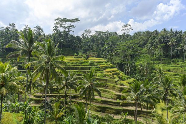 Green rice terraces at Bali - Foto, afbeelding