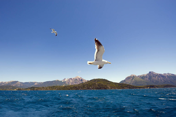 чайки на озері в Патагонії. - Фото, зображення