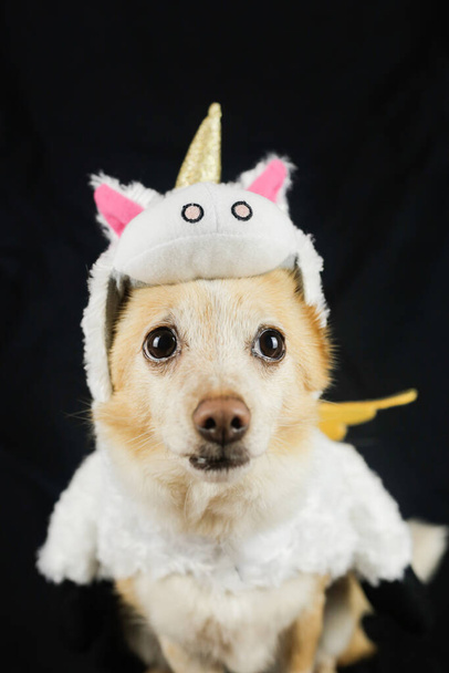 Hund im lustigen Einhornkostüm. Kleid, Kleidung für Tiere - Foto, Bild