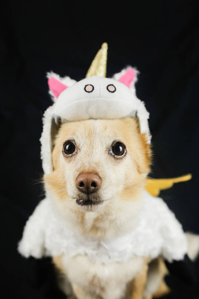 Pes v legračním kostýmu jednorožce. Šaty, oblečení pro zvířata - Fotografie, Obrázek