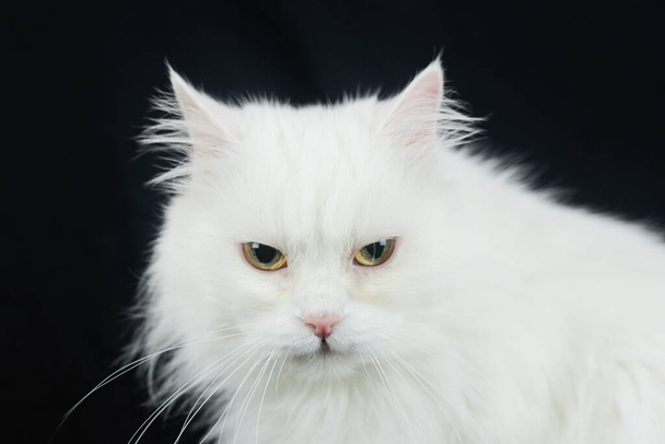 黒を背景に白いアンゴラ猫 - 写真・画像