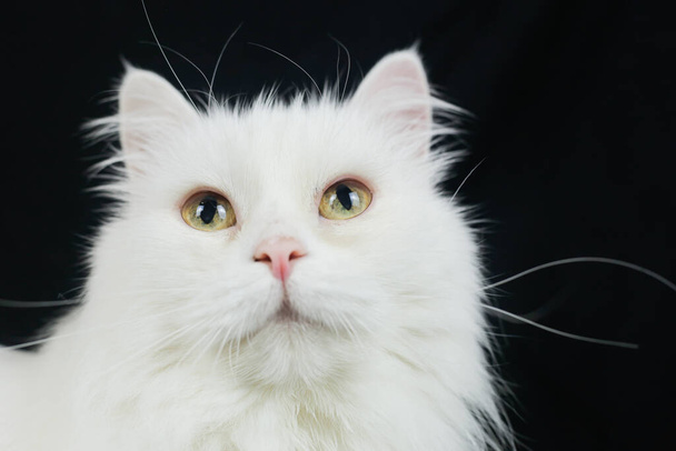 Белая ангорская кошка на черном фоне
 - Фото, изображение
