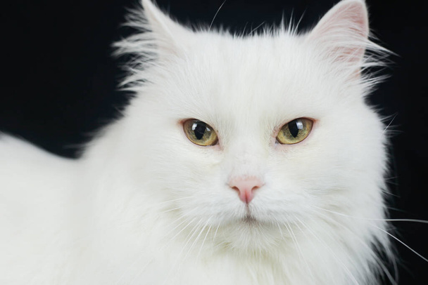 Valkoinen Angora kissa mustalla taustalla
 - Valokuva, kuva