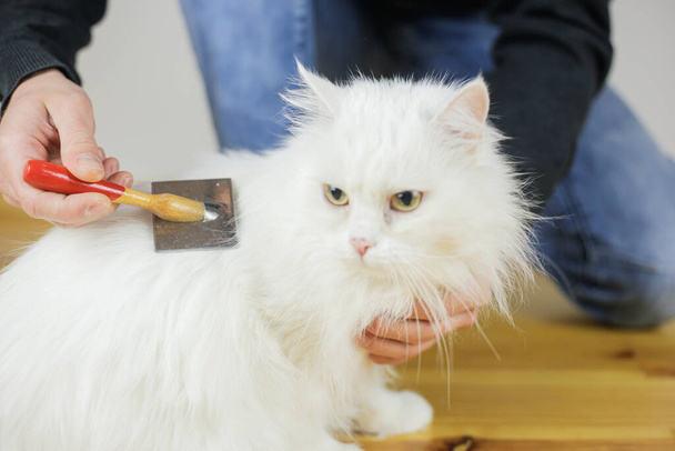 A pentear gatos. Cabelo comprido, penteado de gato. Cuidados com animais
 - Foto, Imagem