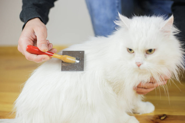 A pentear gatos. Cabelo comprido, penteado de gato. Cuidados com animais
 - Foto, Imagem