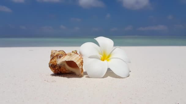 Στο Seashell με το λουλούδι Plumeria στην ακτή. Καλοκαίρι τροπική σκηνή στη Δομινικανή Δημοκρατία, Καραϊβική.   - Πλάνα, βίντεο