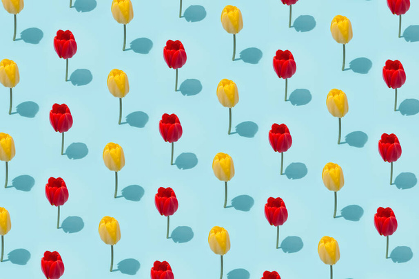 Creative layout made of spring tullip flowers. Nature background. Season minimal pattern. - Photo, Image