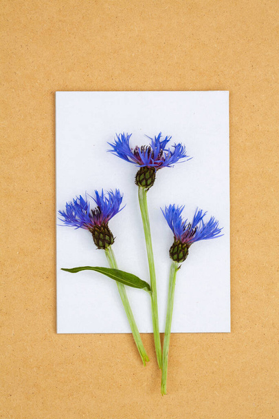 Blue flowers Cornflowers on a white background, a beautiful card on cardboard. - Photo, Image