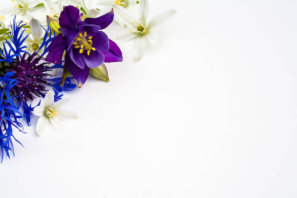 Цветы Aquilegia, фиолетовый, на белом фоне, пустое место для текста, крупный план сверху, концептуальный фон. - Фото, изображение