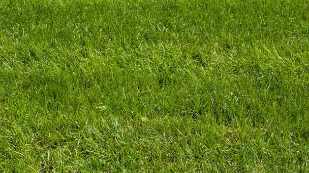 Nieuw gemaaid groen gras in het park. Achtergrond. Sluitingsdatum - Foto, afbeelding