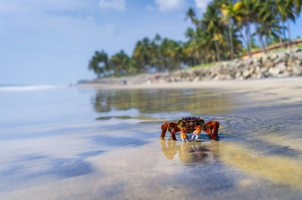 Crab on the tropical island - Photo, Image
