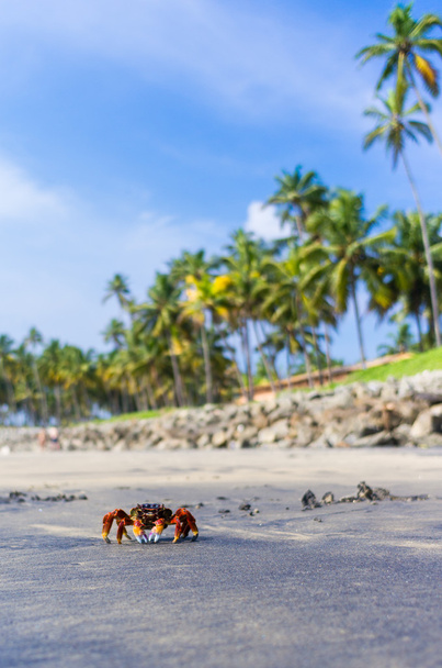 Crabe sur l'île tropicale
 - Photo, image