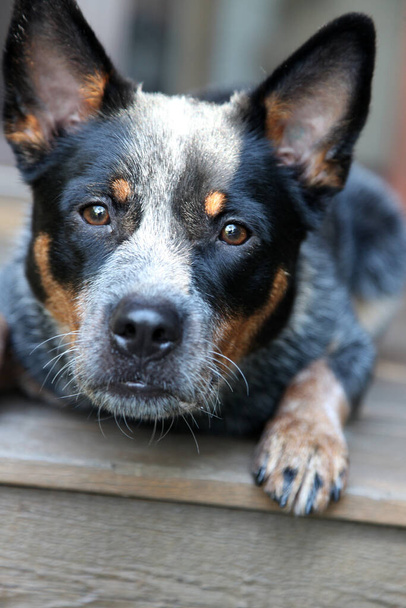 Zbliżenie młodego niebieskiego psa obcasowego, znanego również jako australijski pies-bydło - Zdjęcie, obraz