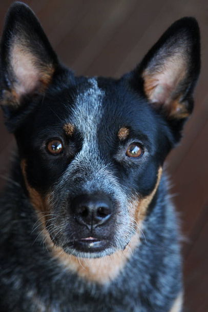 Zbliżenie młodego niebieskiego psa obcasowego, znanego również jako australijski pies-bydło - Zdjęcie, obraz