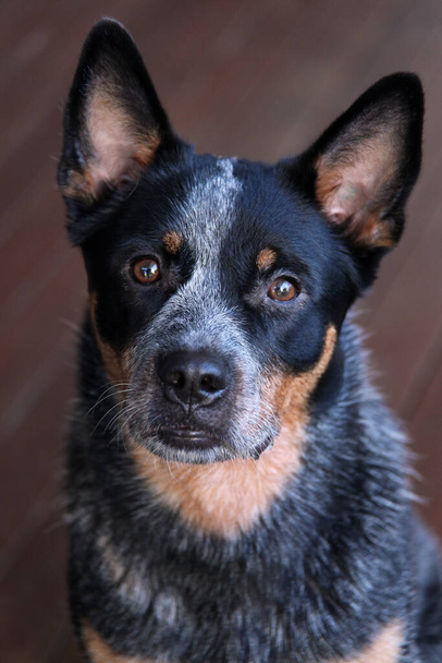 Κοντινό πλάνο ενός νεαρού μπλε σκύλου heeler, επίσης γνωστό ως αυστραλιανό σκυλί βοοειδών - Φωτογραφία, εικόνα