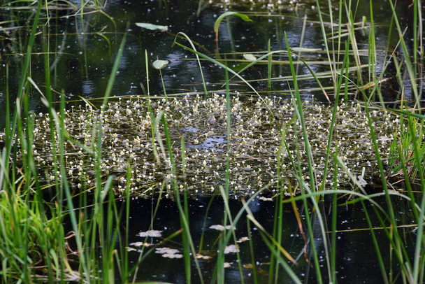 Vesi crowfoots (Batrachium) kasvaa liikkumaton tai juokseva vesi
. - Valokuva, kuva