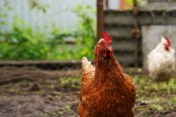 Chicken standing on a rural garden in the countryside. Close up of a chicken standing on a backyard shed with chicken coop. - Φωτογραφία, εικόνα