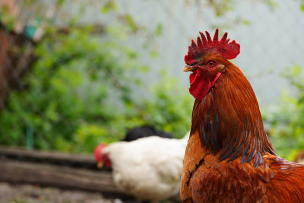 adult rooster in paddock. Portrait of stately cock outdoor - Photo, Image