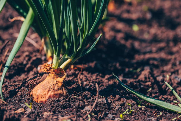 Close up of growing onion in garden. Blooming onion in ground. - Zdjęcie, obraz