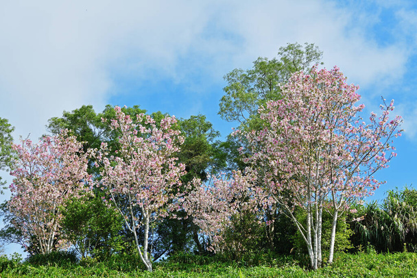 Pink cherry blossoms on mount in Taitung, Taiwan - Photo, image