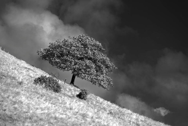 Een eenzame boom op een heuvellandschap. Deze foto werd niet wankel genomen, omdat de boom hellingen met de helling van de heuvel is eigenlijk te wijten aan de schapen eten de onderste bladeren en dus het houden van de boom parallel aan de grond. - Foto, afbeelding