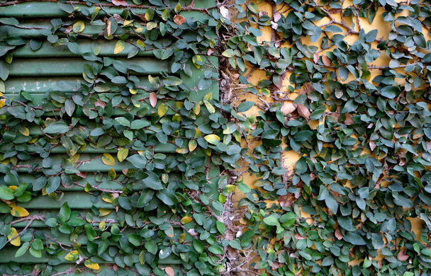 Green Ficus Pumila over klimmen op huis en ramen - Foto, afbeelding