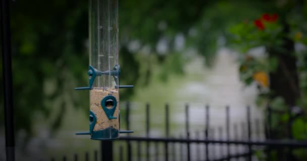 karmnik dla ptaków w ogrodzie - Materiał filmowy, wideo