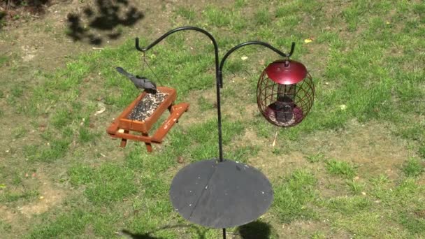 Die Ansicht einer Stange mit zwei Vogeltränken mit Eichhörnchen-Schallwand - Filmmaterial, Video