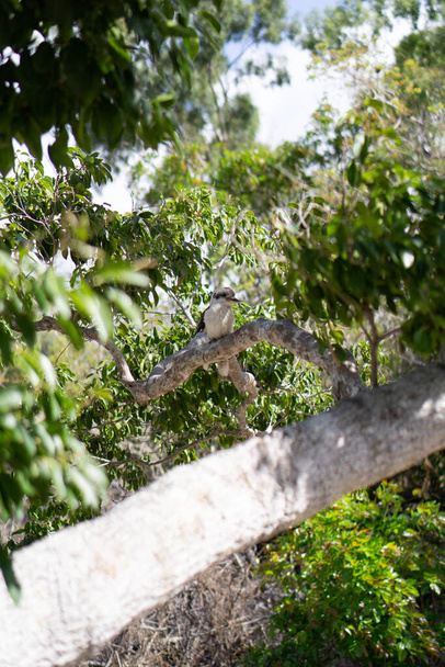 Egy kookaburra üldögél egy távoli ágon. - Fotó, kép