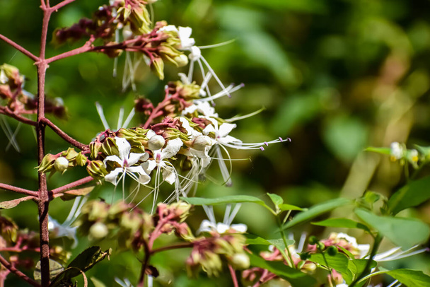 Clerodendrum infortunatum, known as bhat or hill glory bower, is a perennial shrub belonging to the family Lamiaceae, also sometimes classified under Verbenaceae. - Photo, Image