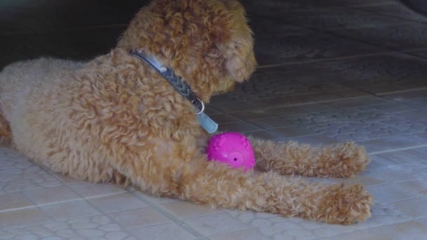 Adorable cute toy poodle puppy bite small ball - Video, Çekim