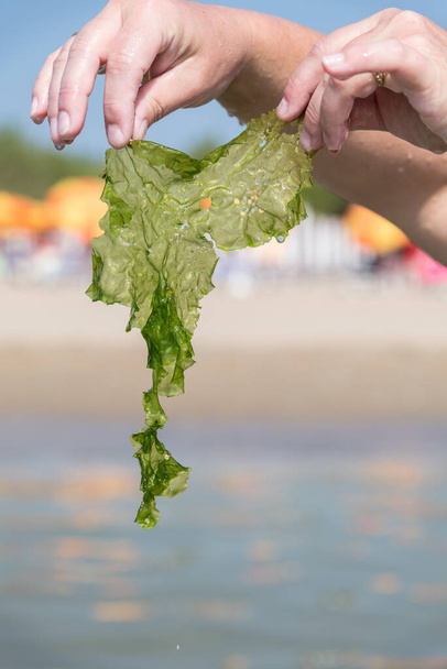 Hands holding seaweed on coast - Tang - Photo, Image
